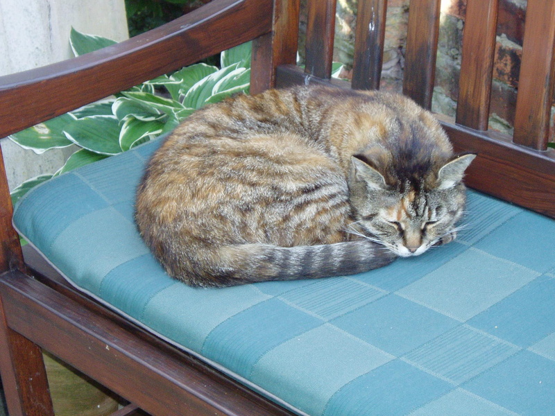 1080P, fast, bench, sleepy, animals, asleep, cushion