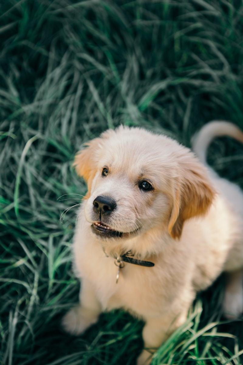 one animal, short, mammal, day, golden retriever, vertebrate, labrador retriever, chow, domestic animals, field, grass, coated, sleeping, close-up, green color