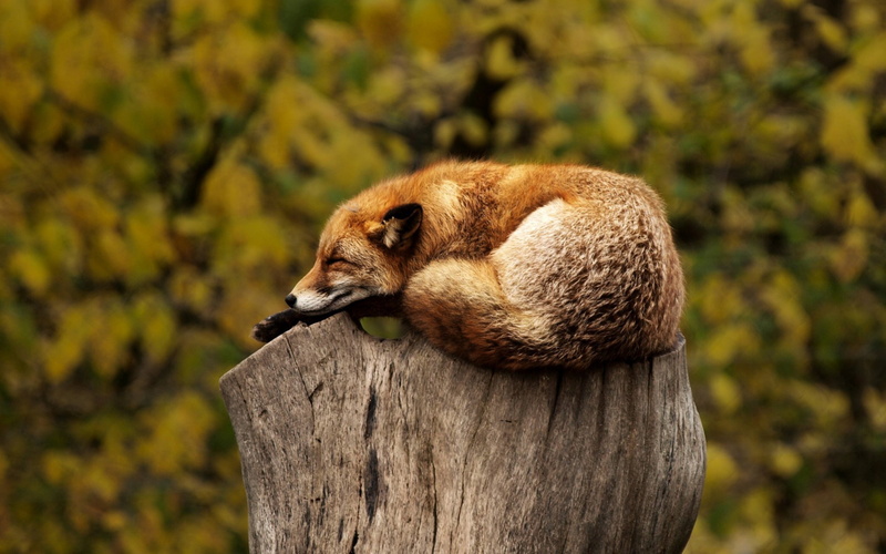 mammal, plant, animal, stump, wood - material, relaxed, side view, wild, outdoors, wood, red, sleeping, fox, carnivore, vertebrate, asleep, one animal
