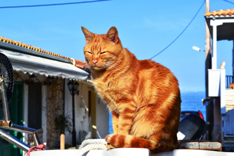 animal, sleeping animal, domestic cat, relax, pet, no people, domestic animals, comfortable, nature, cat, built structure, details, mammal, architecture