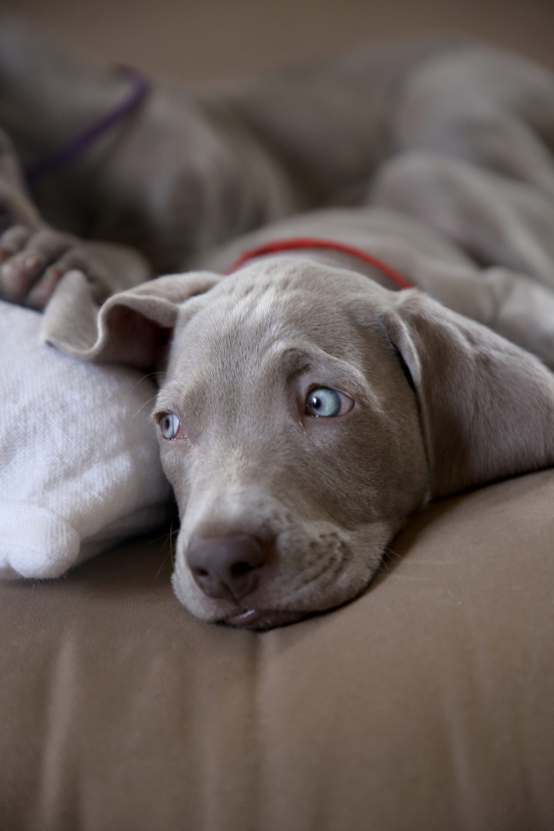 looking at camera, no people, one animal, toe, relaxation, indoors, towel, weimaraner, labrador retriever, pet, animal, chocolate, vertebrate, husky, newborn