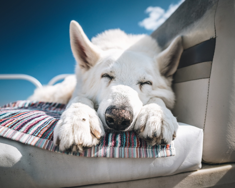 animal Head, domestic Animals, purebred Dog, sitting, 5K, sled Dog, dog, coated, summer, seat, mammal, short, friendship, nature, canine, pet, outdoors