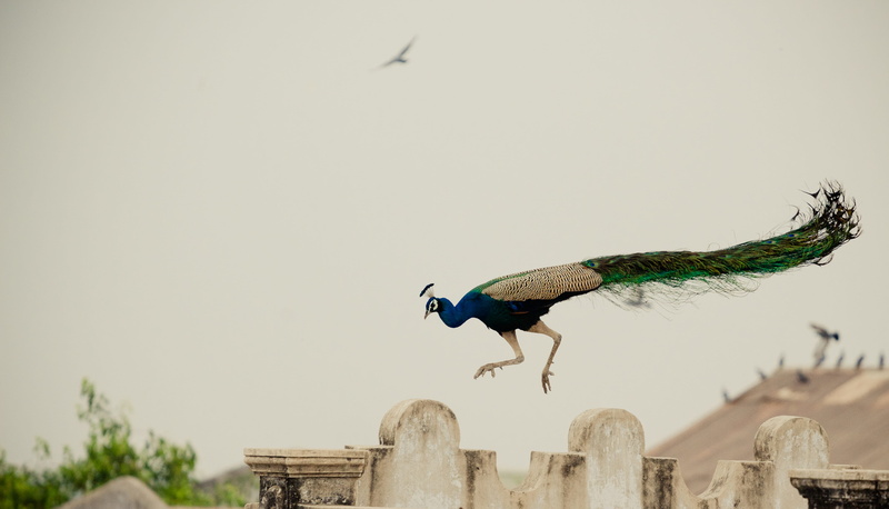 insect, pheasant, animal, bird, flying, apidae, vertebrate, india, copy space, beak, viramgam, bluebird, flock, animals in the wild, inair, no people, running