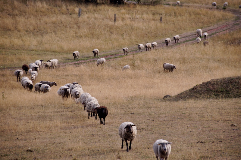 animal, livestock, pets, no people, counting, series, animal wildlife, vertebrate, lamb, return, animal themes, evening, nature, field, mammal, plant, wave