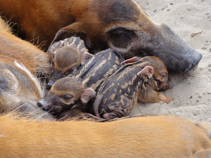 young animal, four animals, eyes closed, animals in the wild, animal, no people, animal wildlife, resting, day, mammal, animal family, relaxation, piglets
