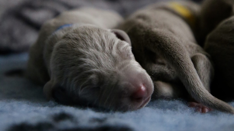 no people, domestic animals, manx, one animal, textile, small, young animal, mammal, asleep, animal themes, blanket, animal head, blue, canine, dog, fox