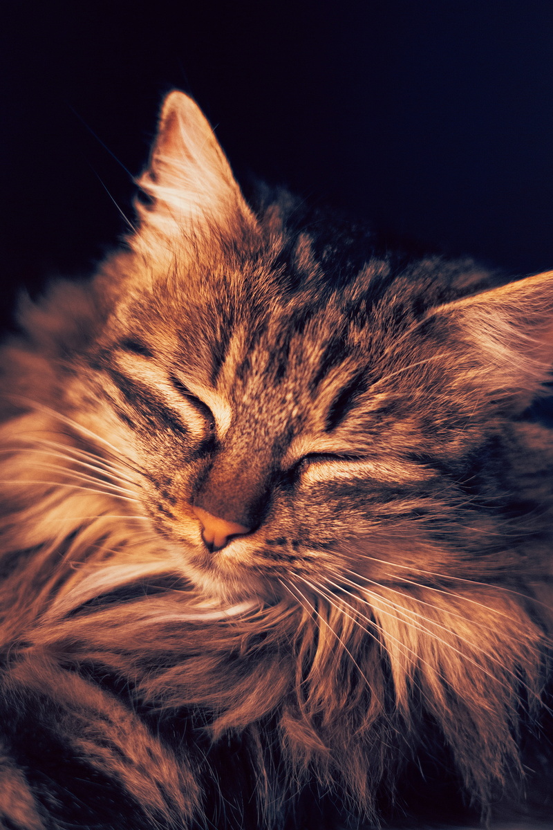 asleep, angora, sleeping, snout, animal head, pets, cozy, animal, one animal, kitten, resting, dog, black background, light, domestic, no people, animal themes