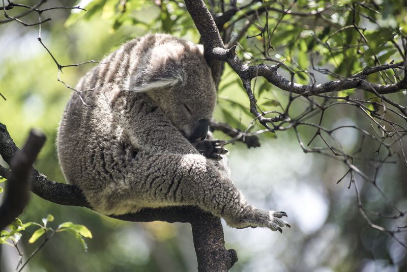 animal themes, nature, tree, koala, animal, taronga zoo, asleep, no people, plant, eyes closed, sleeping, mammal, day, animals in the wild, bear, marsupial