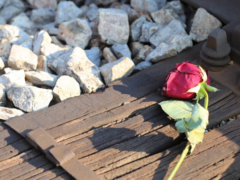 4K, rose - flower, love asleep, tragic, outdoor, fragility, outdoors, controlled condition photo, wood - material, lost love, flower, solid, close-up