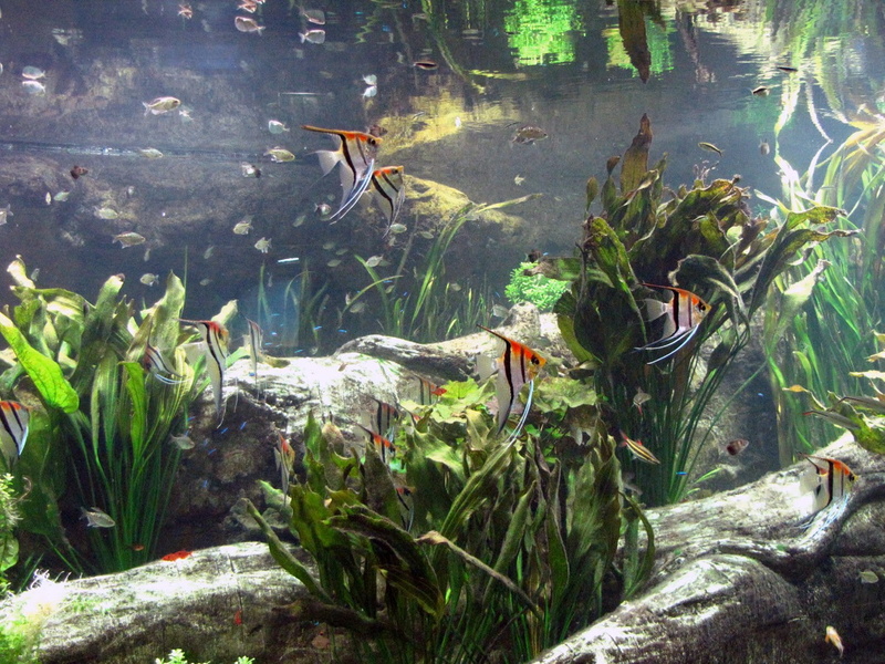 720P, aquarium