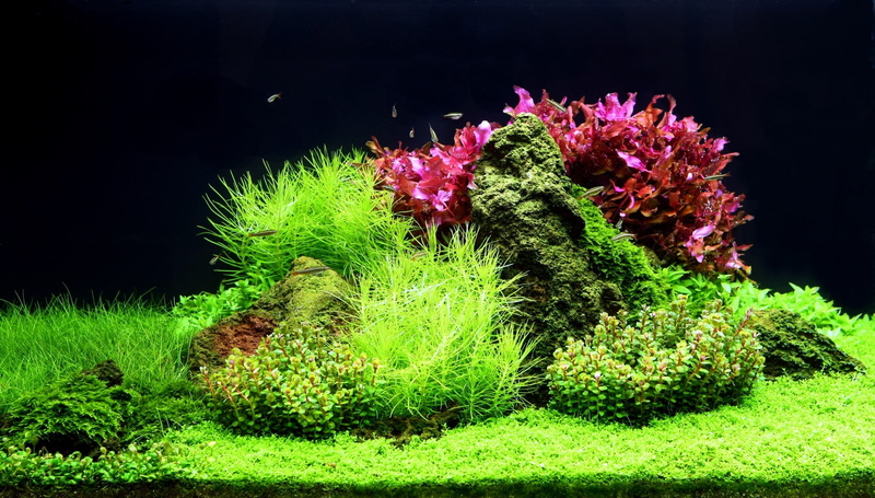 animal, nature, water, animal wildlife, flower, purple, beauty in nature, undersea, outdoors, green color, close-up, growth, underwater, sea life, animal themes