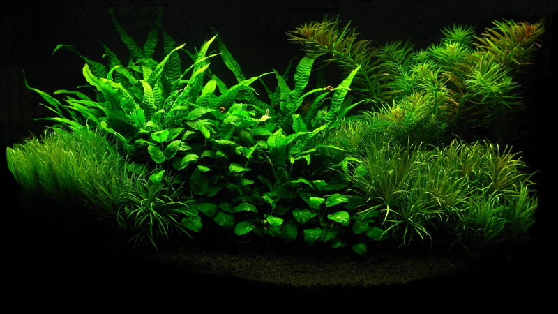 vibrant color, night, 1080P, aquarium, nature, healthcare and medicine, close-up, tranquility, green, studio shot, growth, plant part, beauty in nature