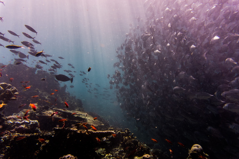 large group of animals, school of fish, marine life, beauty in nature, underwater, animals in the wild, school, sea life, reef, swimming, no people, ocean life