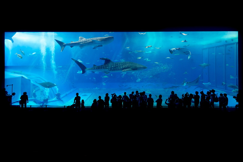 crowd, animal wildlife, watching, outdoors, vertebrate, large group of people, swimming, life, glass, success, front, okinawa, real people, ocean, japan