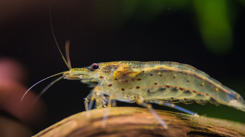 shallow, no people, prawn, black background, animals in the wild, macro, animal, magnification, 5K, caridina, nature, animal head, limb, focus, body part