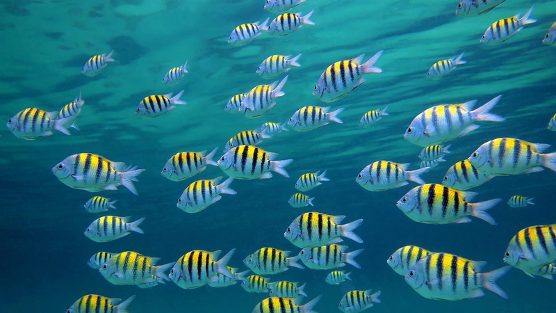 ocean, 1080P, fish, fishes, yellow, school, underwater