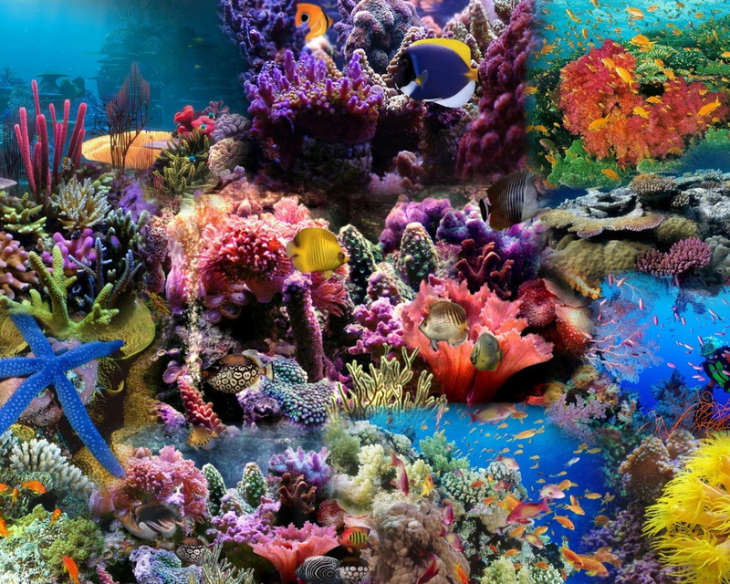 sea Life, vertebrate, sea, tropical Climate, red, school, large group of animals, scuba Diving, group of animals, coral, school of fish, wildlife, nature