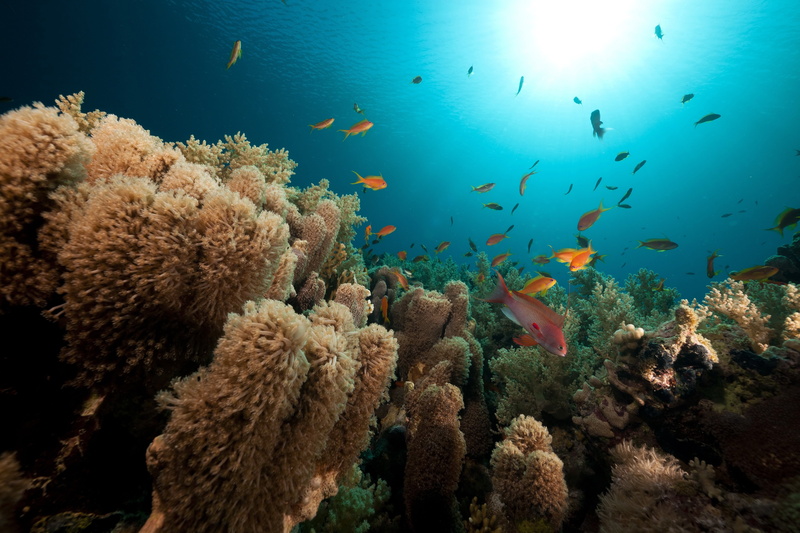 fishes, sea, corals, 5K, orange, fish, nature, school, world, underwater