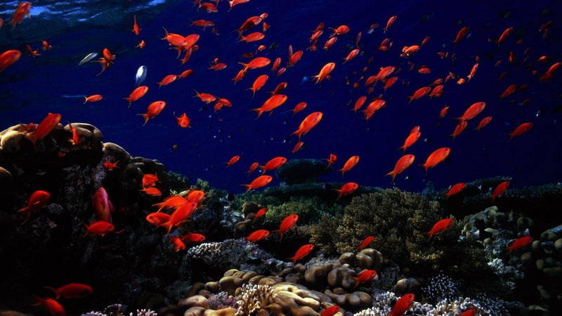 red, swimming, animal wildlife, reef, underwater Diving, sea bottom, zoology, vertebrate, animal themes, scuba Diving, multi Colored, sea, undersea, deep