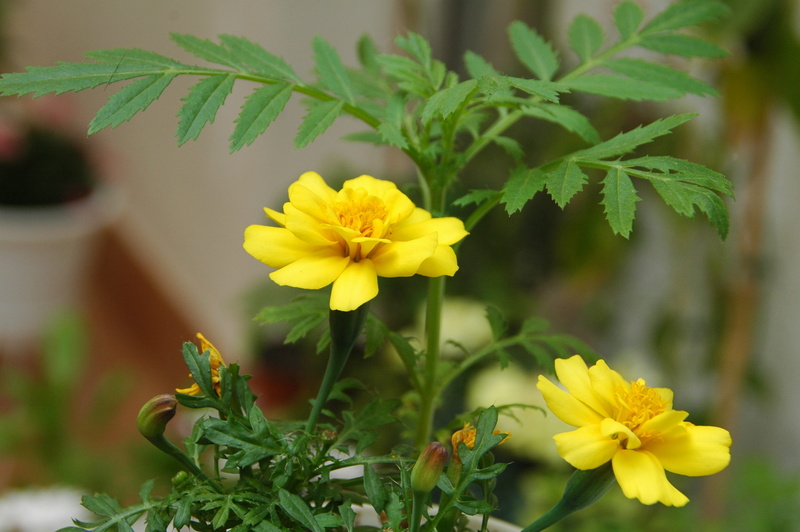 yellow flower, leaf, petal, 2K, freshness, flower, vulnerability, nature, fragility, outdoors, plant, flower mediterranean, close-up, growth, plant part