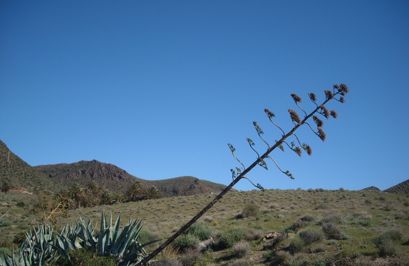 arid climate, day, scenics - nature, 2K, nature, agave flower, clear sky, sky, non-urban scene, agave, growth, booked, remote, landscape, no people, outdoors