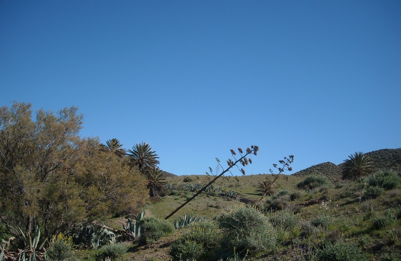 no people, blue, remote, non-urban scene, arid climate, environment, 2K, scenics - nature, clear sky, landscape, nature, copy space, tree, climate, sky