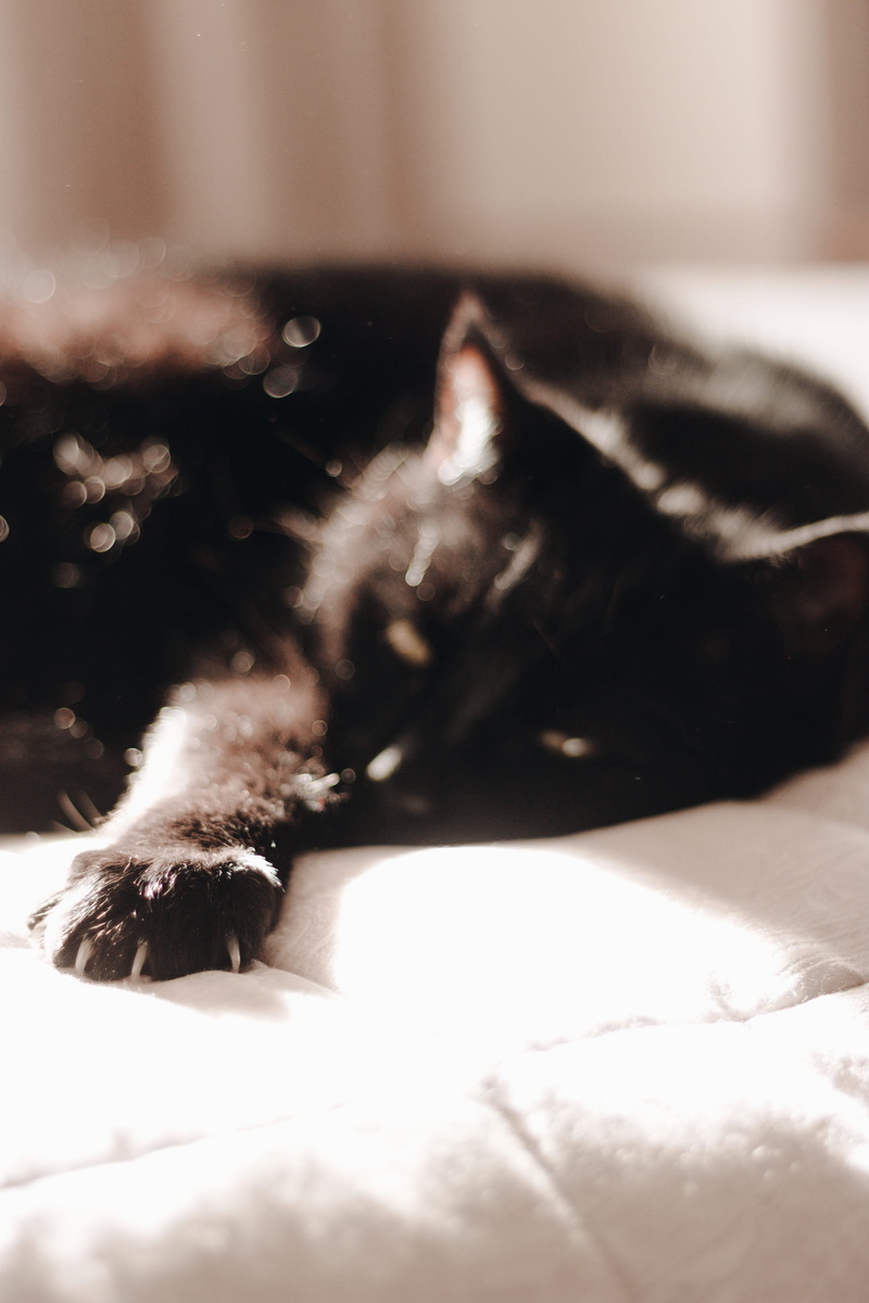 2K, home interior, sunlight, relaxation, lying down, watch, black cat, bed, cat, feline, mammal, pets, sleepy, animal themes, domestic, animal, domestic animals