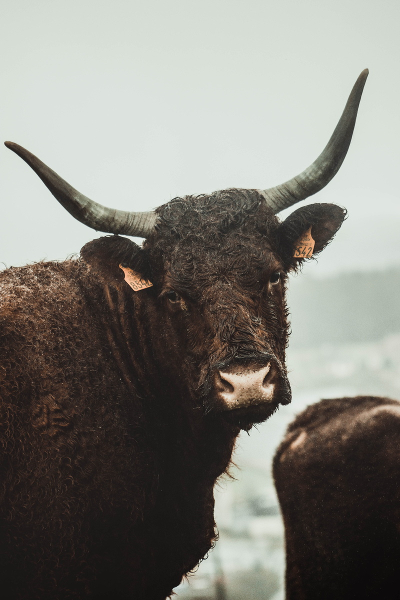 animal wildlife, animals in the wild, herd, cattle, yak, domestic cattle, wildlife, 5K, horned, mammal, rat, nature, cow, vertebrate, ox, herbivorous