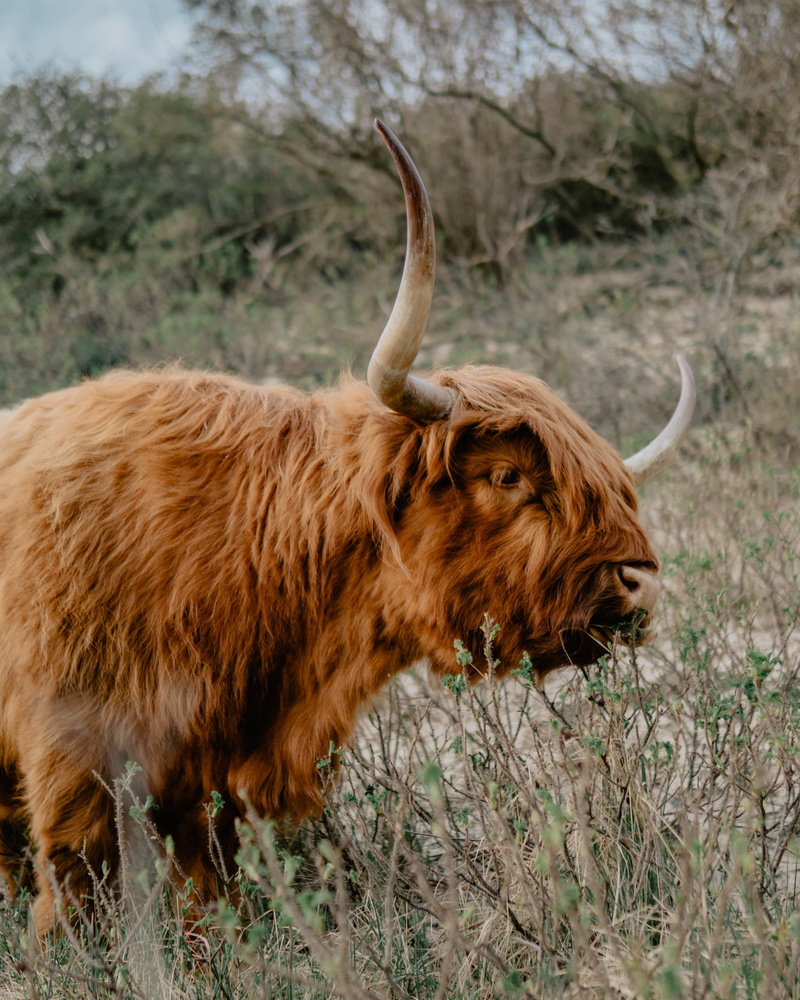 bison, horned, lion, brown, yak, llama, animal, mammal, inflatable, one animal, domestic animals, cattle, the hague, field, highland cattle, goat, 4K