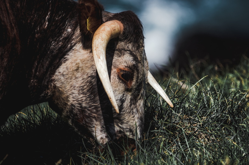 rodent, plant, grass, bison, vertebrate, 5K, land, outdoors, nature, animal wildlife, green, animals in the wild, herd, mammal, cattle, livestock, bull