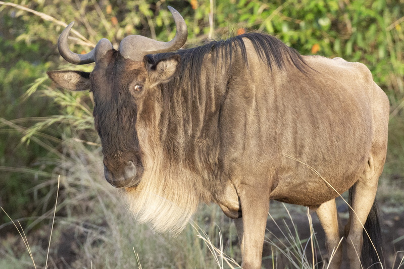 longhorn, 5K, ox, wildlife, lion, antelope, elk, one animal, animal wildlife, plant, cattle, yak, animals in the wild, animal, day, deer, herbivorous