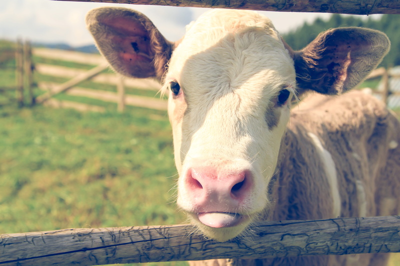 funny animal, herbivorous, 4K, mammal, land, boundary, animal head, white, focus on foreground, looking at camera, animal body part, close-up, pets, vertebrate