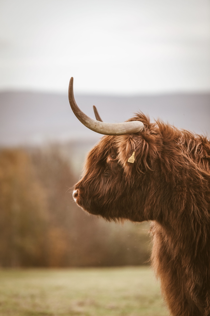 one animal, animal head, pets, photography, food, mammal, animal wildlife, canine, llama, pasta, nature, animal hair, dog, day, daytime, bear, focus, wildlife