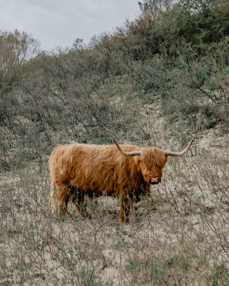 document, calf, vertebrate, pattern, tree, id cards, domestic cattle, outdoors, rodeo, nature, domestic animals, yak, the hague, horn, domestic, brass section