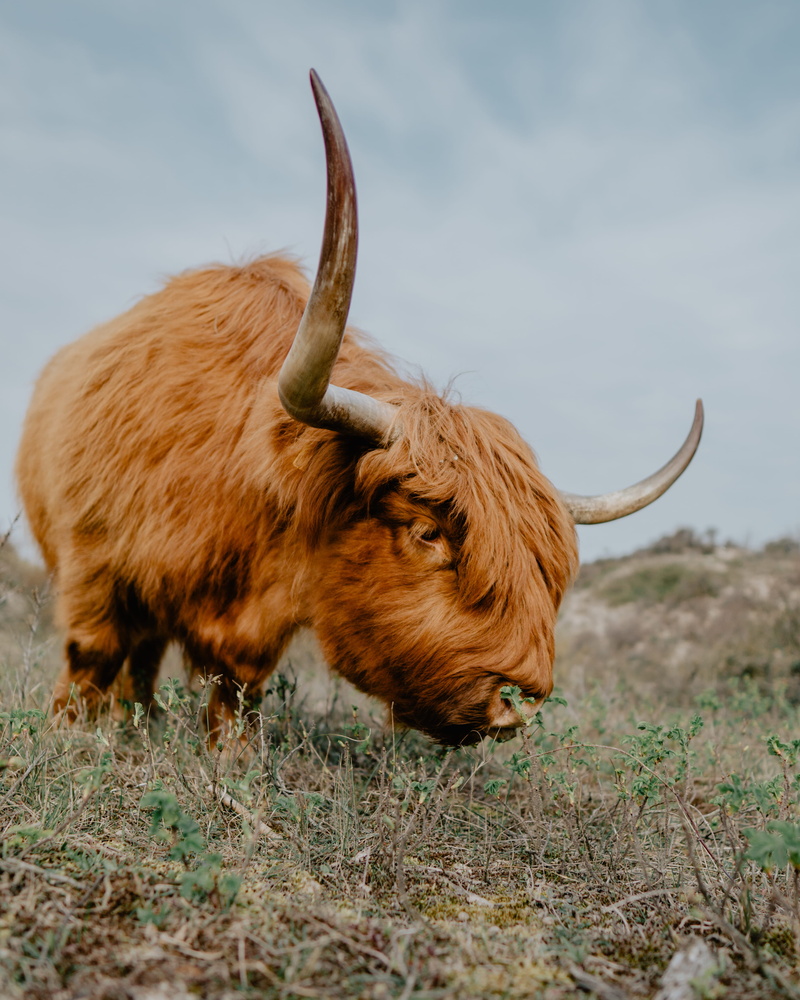 gorilla, pets, animal themes, grass, antelope, one animal, cattle, no people, mammal, livestock, green, yak, the hague, cow, animal wildlife, land, highland cattle