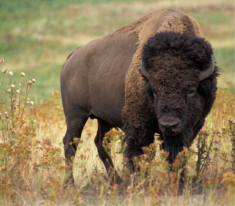 green, national Park, yellowstone National Park, plain, animal wildlife, food, vertebrate, prairie, grassland, herd, mammal, plant, field, outdoors, buffalo