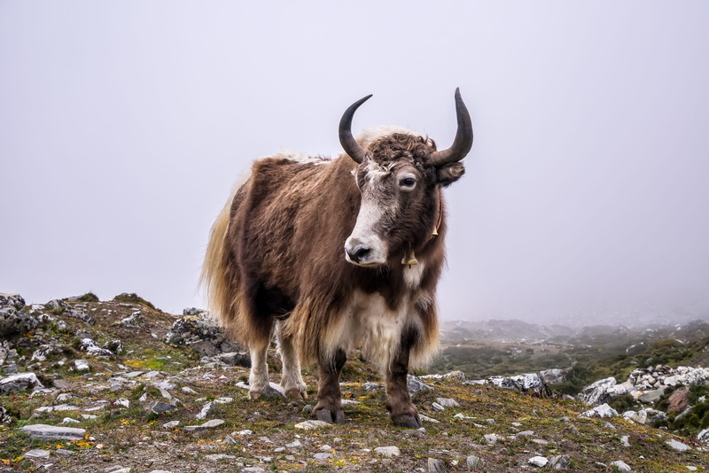 winter, portrait, domestic animals, herbivorous, one animal, field, mighty, treking, horned, domestic, mountains, animal wildlife, everest, mammal, hiking