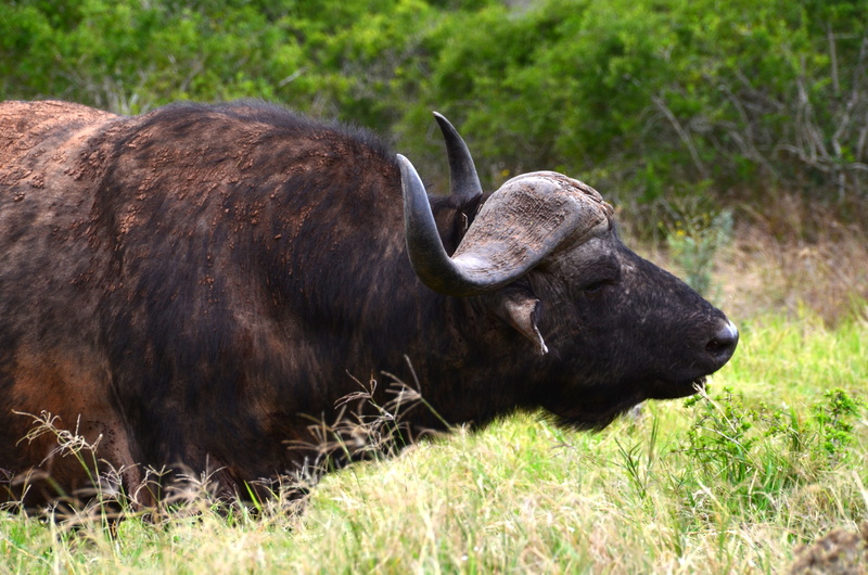 plant, male animal, 4K, no people, animal themes, animal wildlife, buffalo, outdoors, cattle, vertebrate, american Bison, day, Africa, mammal, animal