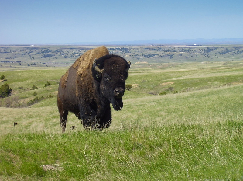 lawn, icon, 1080P, herbivorous, fur, horns, daytime, animal wildlife, american, yak, wyoming, meat, animals in the wild, sky, mammal, plant, one animal