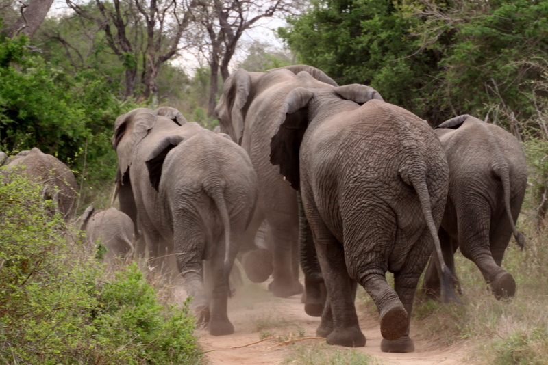 animal trunk, proboscidea, travel, african Elephant, animals And Pets, elephants, herd of elephants, outdoors, 2K, elephant, tree, no people, young Animal