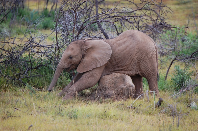 funny, one animal, plant, nature, wildlife reserve, body care, kenya, wilderness, brown, africa, animals In The Wild, animal trunk, tree, young elephant