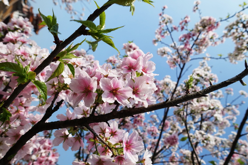 vulnerability, freshness, landscape, springtime, cherry blossom, plum blossom, pink, petal, growth, photo, Sakura, branch, beauty in nature, daytime, Cherry