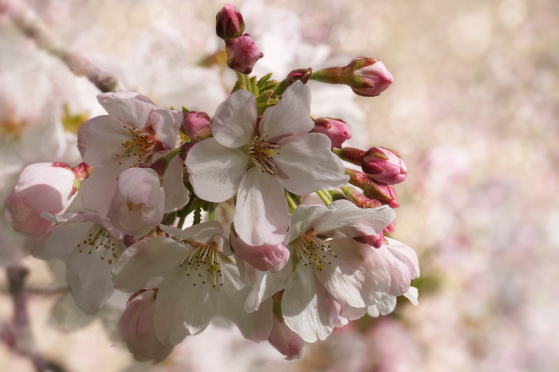 mood, flying bee, close, blur, springtime, tree, twig, flowering plant, petals, card greeting, pistil, cherry blossoms, sweet, flowers, fragility, plum blossom