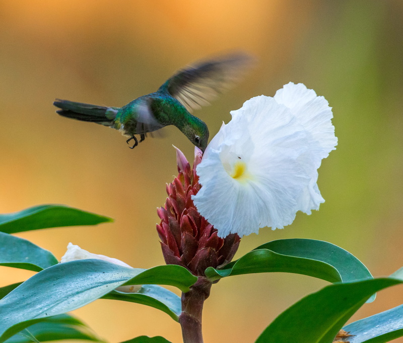 plant, one animal, bird, freshness, vulnerability, fragility, pollination, bee eater, geranium, flower, blossom, bud, green, vertebrate, pollen, no people