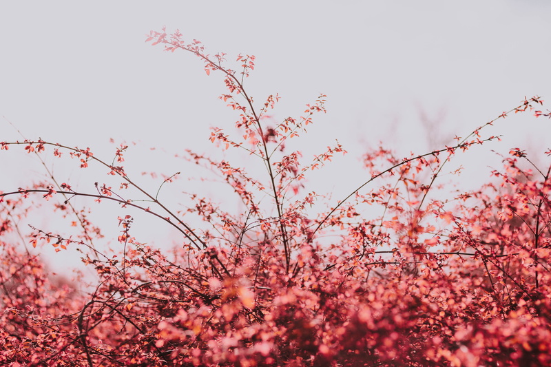 food, 5K, flowering plant, bee, no people, sky, close, bud, cherry blossom, branch, blossom, pollen, clear sky, spring, anther, pink color, low angle view