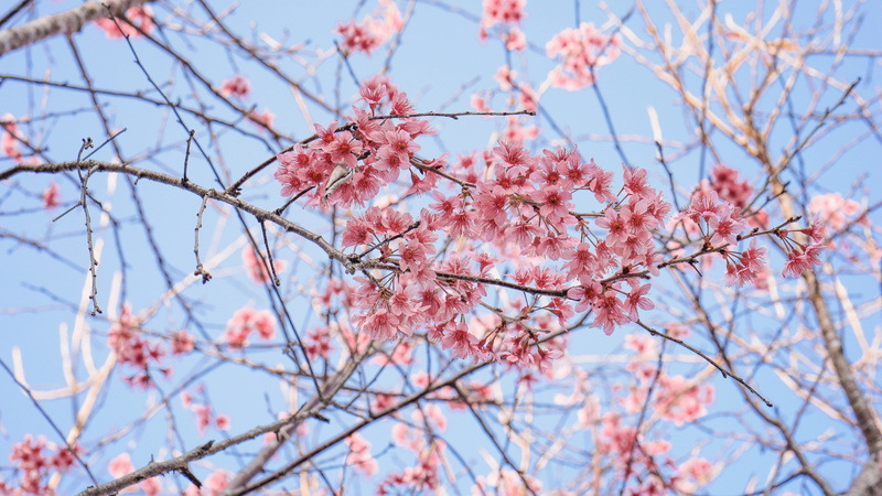 sky, flowering plant, cherry blossom, pollen, cherry, plum blossom, flower, growth, low angle view, poppy, spring, branch, fruit, produce, outdoors, pink color
