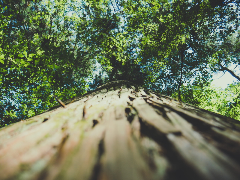photography, no people, nature, sunlight, veins, tree, tree trunk, wood - material, clock, angle, 4K, sports, directly below, surface level, diminishing perspective