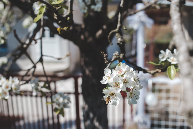 outdoors, petal, white, flower head, flower bouquet, focus, produce, no people, freshness, springtime, selective, 4K, fragility, banister, jar, pollen