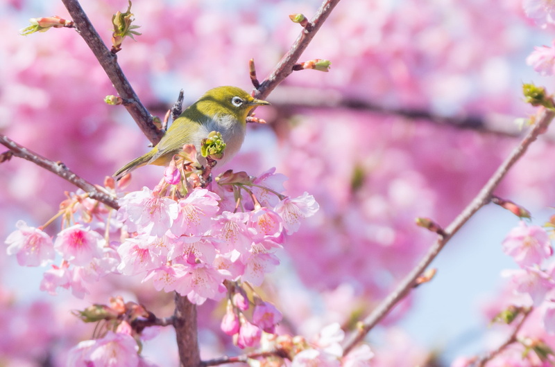 white-eye, close-up photography, 2K, white, animal, pink Color, close, pink, white bird, cherry Blossom, flower, springtime, outdoors, red, branch, bird