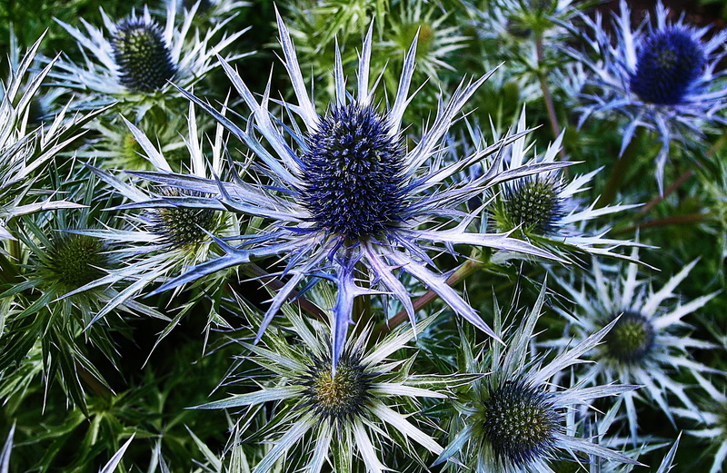 focus on foreground, purple, dandelion, weed, aster, botany, tree, blue, daytime, flower head, white, inflorescence, freshness, no people, flower, blossom